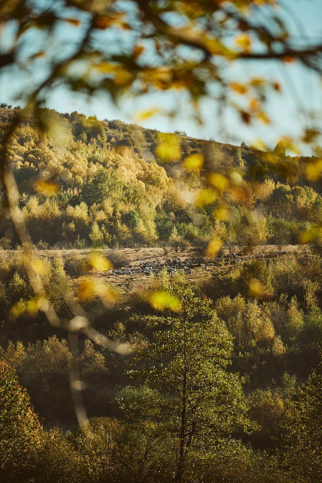 Scandinave Chalet Bran Zărneşti المظهر الخارجي الصورة